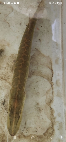 Northern Pike