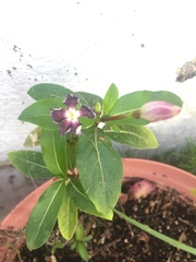 Catharanthus roseus