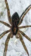 Liocranum rupicola
