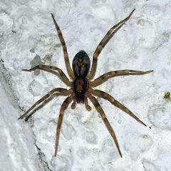 Liocranum rupicola