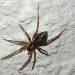 Liocranum rupicola