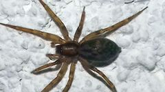 Liocranum rupicola