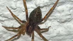 Liocranum rupicola