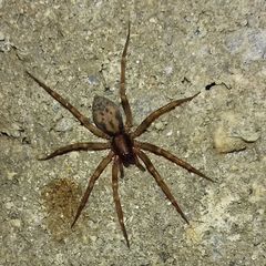 Liocranum rupicola