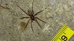 Liocranum rupicola
