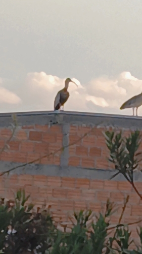 Buff-necked Ibis