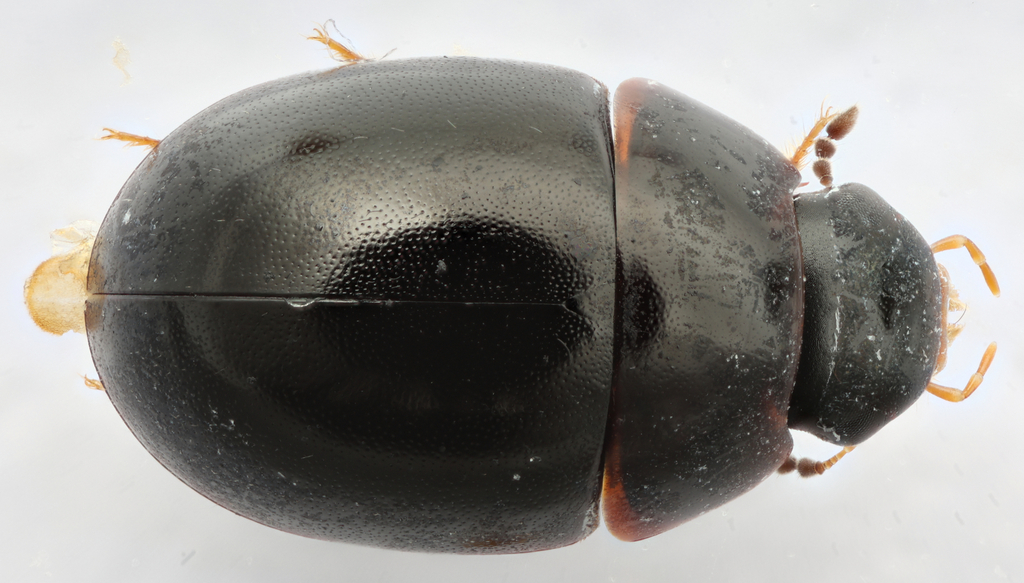 Phaenonotum exstriatum