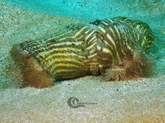 Calliactis parasitica