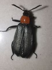 Prionocerus coeruleipennis