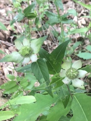 Monarda russeliana