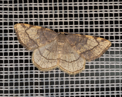 Stegania trimaculata