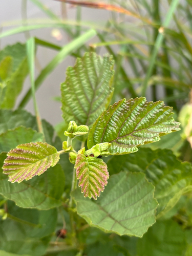 common alder