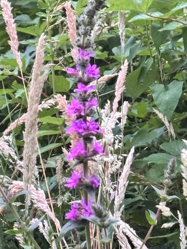 purple loosestrife