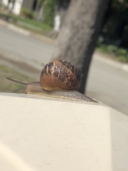 Cornu aspersum