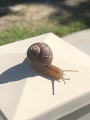 Cornu aspersum