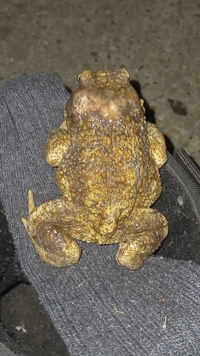 European Toad