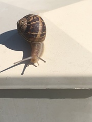 Cornu aspersum