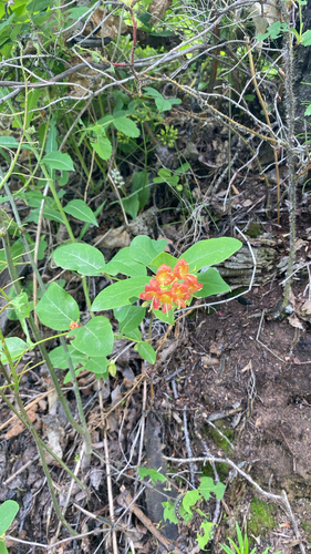 Glaucous Honeysuckle