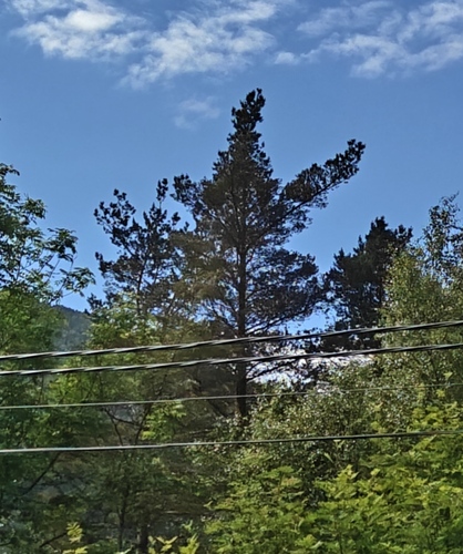 Scots pine