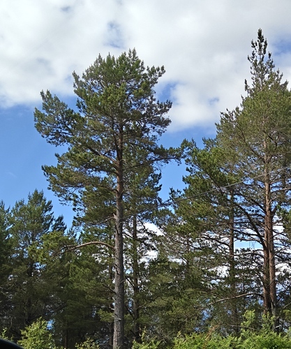 Scots pine