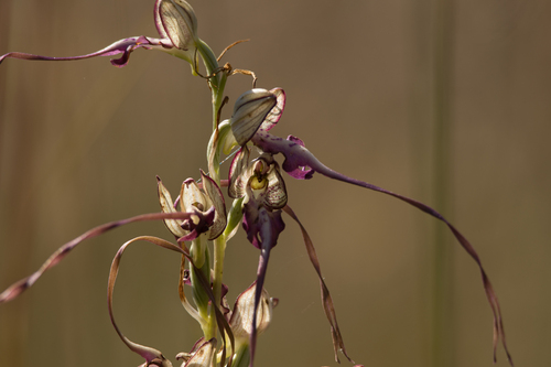 Himantoglossum calcaratum rumelicum