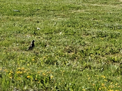 Fieldfare
