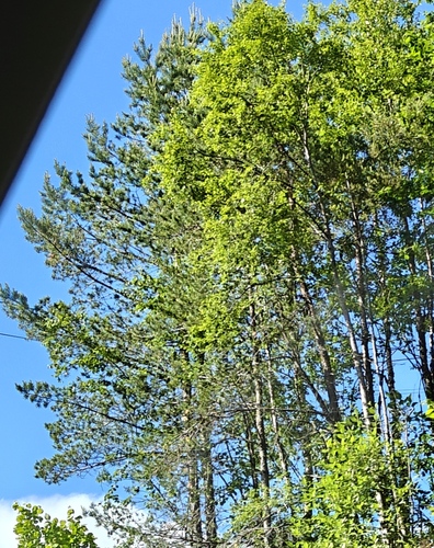 European aspen