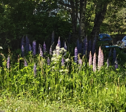 Large-leaved lupine