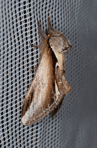 Lesser Swallow Prominent