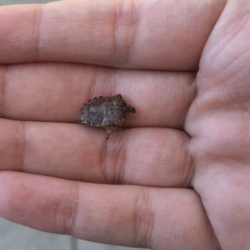 Brown Marmorated Stink Bug