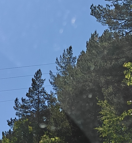 Scots pine