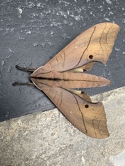 Marumba cristata bukaiana