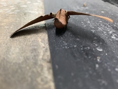 Marumba cristata bukaiana
