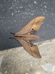 Marumba cristata bukaiana