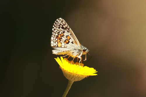 Yellow-banded Skipper