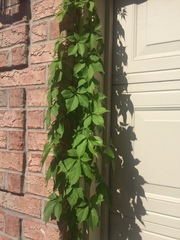 Parthenocissus quinquefolia