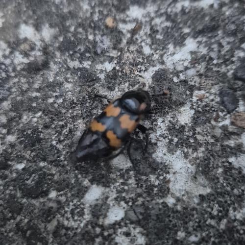 Vespillo Burying Beetle