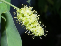 Agonandra racemosa