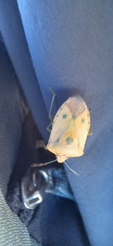 Southern Green Stink Bug