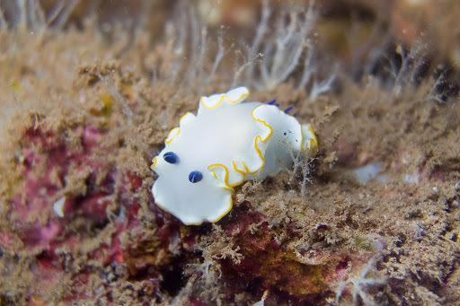 Ardeadoris