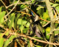 Stephanoxis loddigesii