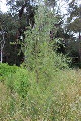 Olearia lineata