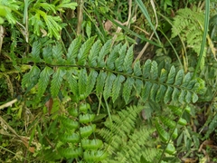 Asplenium cuneatiforme