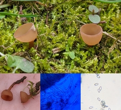 Dumontinia tuberosa