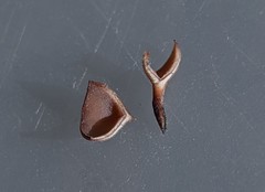 Dumontinia tuberosa