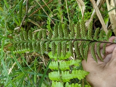 Asplenium cuneatiforme