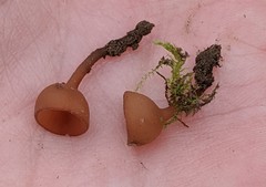 Dumontinia tuberosa