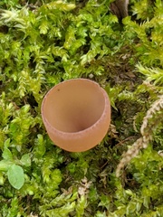 Dumontinia tuberosa
