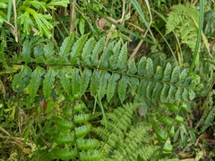 Asplenium cuneatiforme