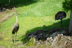 Grus canadensis image